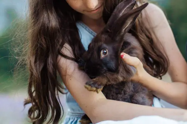 Rabbit licking child’s hair