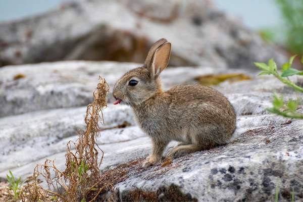 Rabbit licking plants