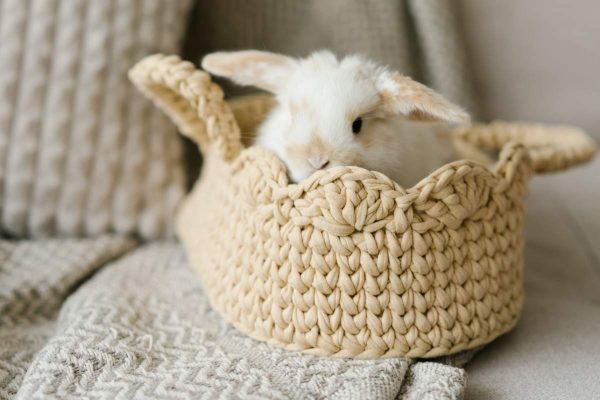 Rabbit on a basket
