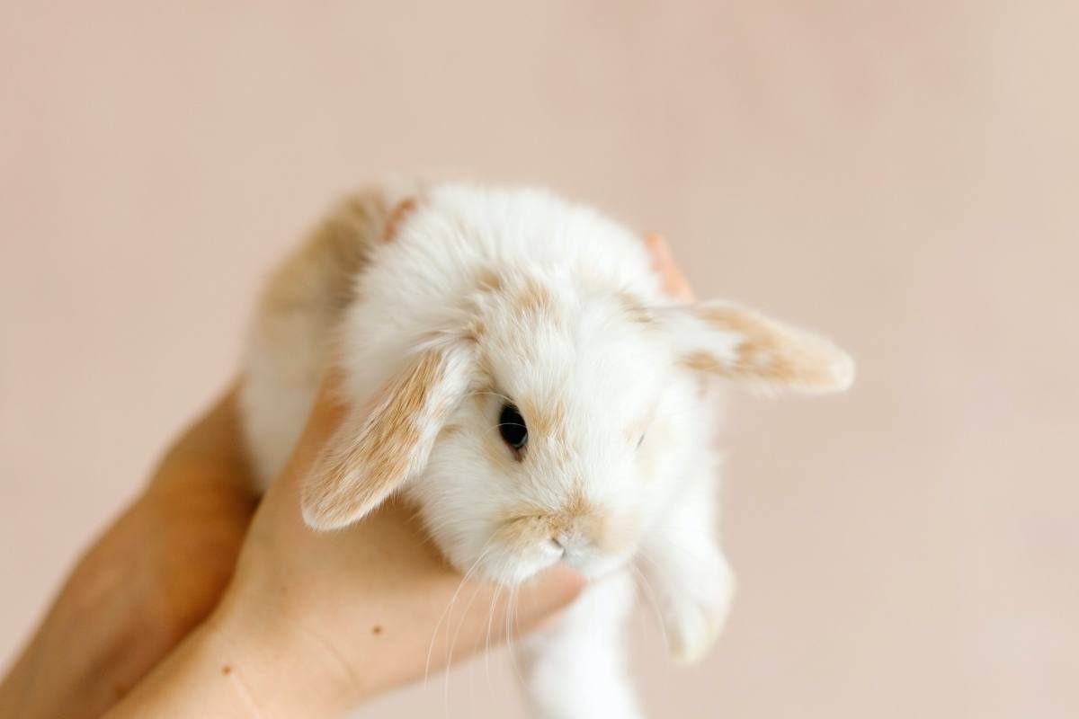 Rabbit on a light background