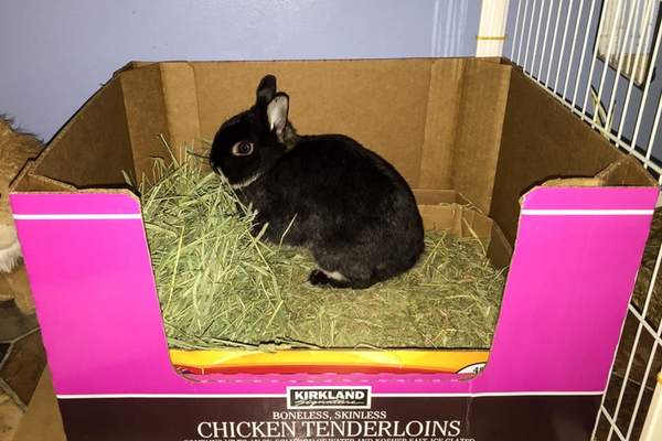 Rabbit on a litter box with hay