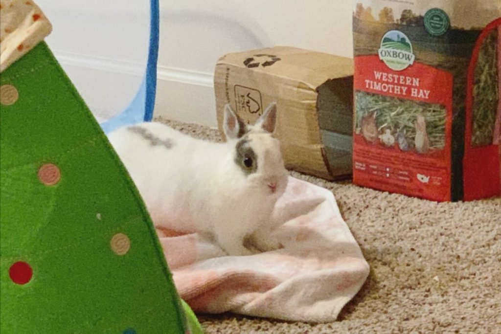 Why Is My Rabbit Kicking His Litter Out? Bela Pets