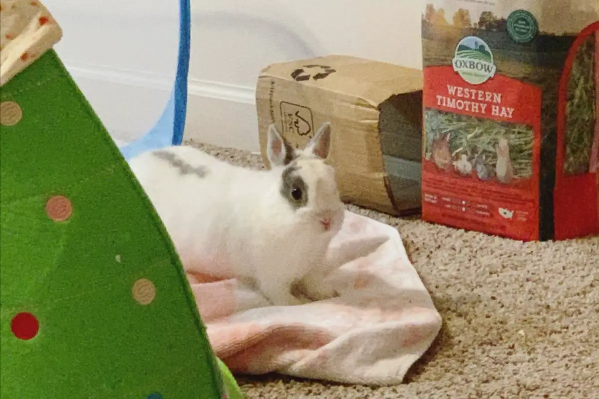 Rabbit on a towel