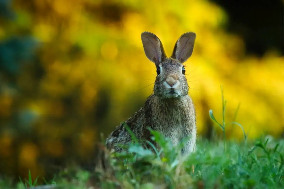 Rabbit on field