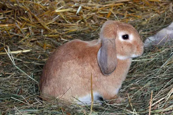 Rabbit on hay