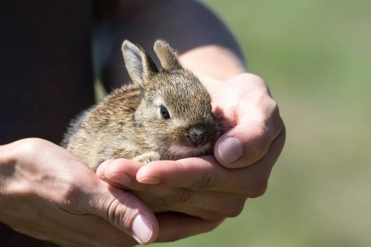 Rabbit on palm