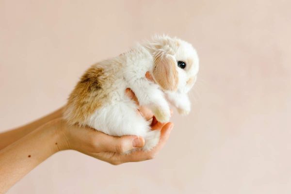 Rabbit on person’s hands