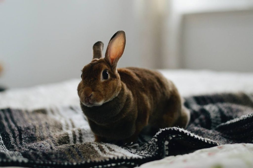 Why Does My Rabbit Keep Jumping on My Bed? Bela Pets