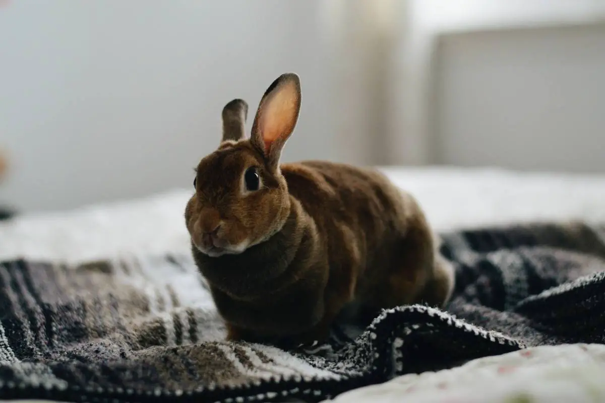 Rabbit on the bed