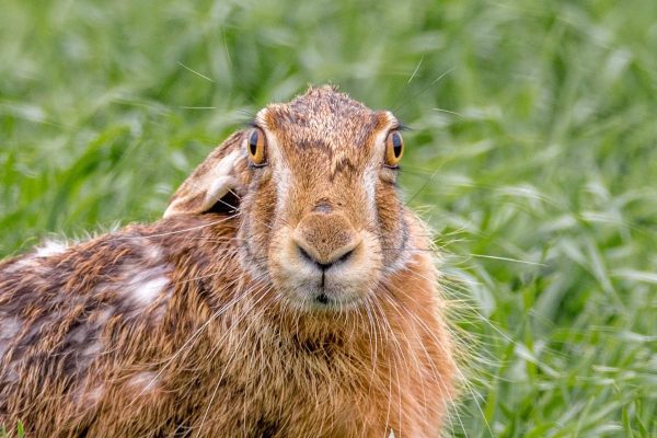 Rabbit on the grass field