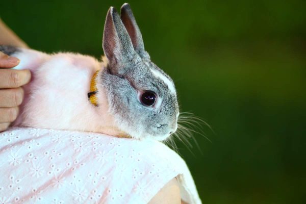 rabbit on women’s lap