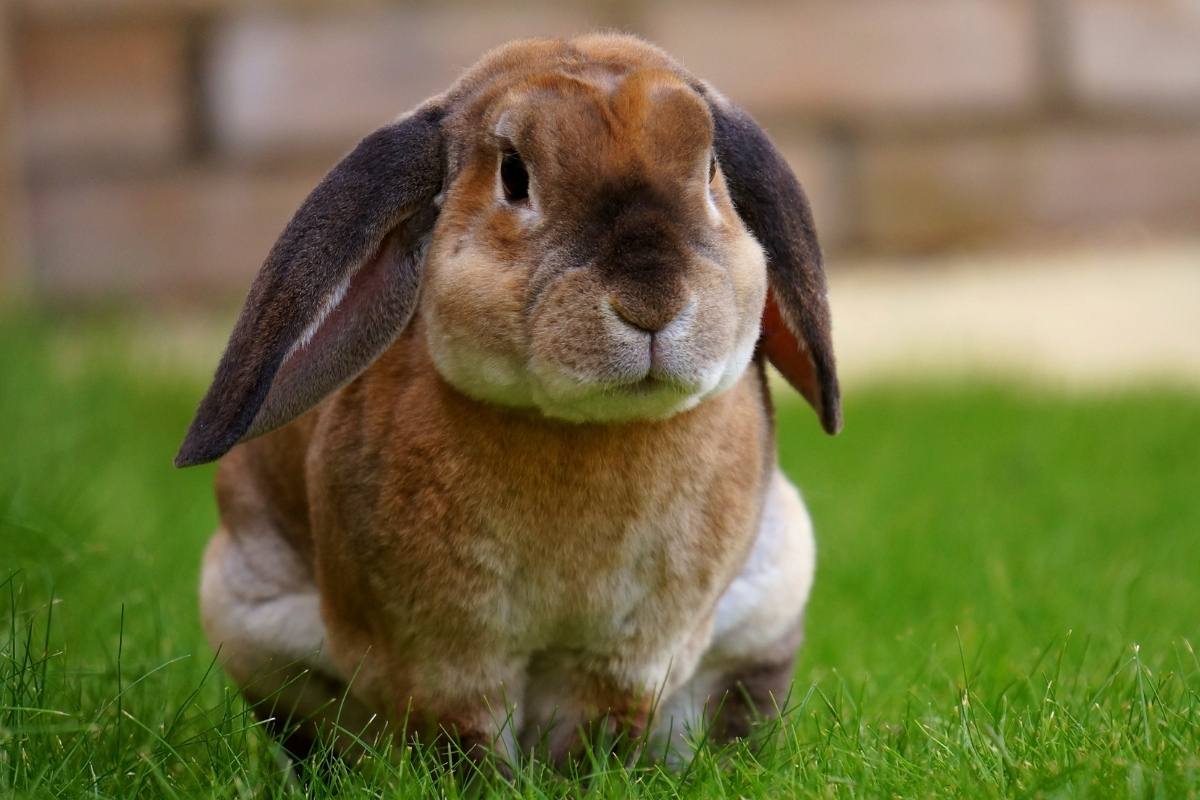 Rabbit resting on the grass