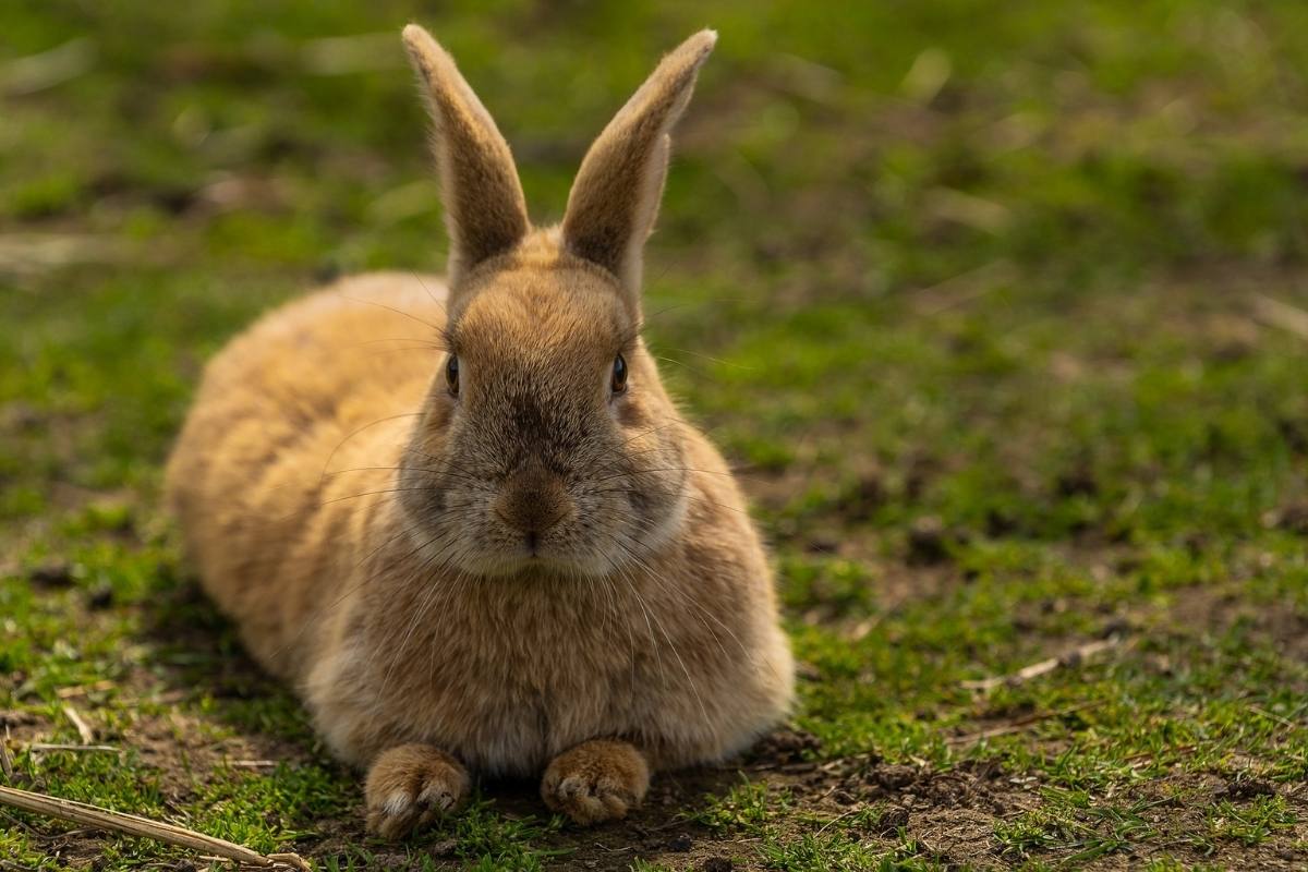 Rabbit sitting on the ground