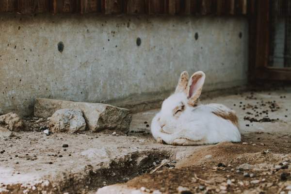 Rabbit sleeping in the backyard