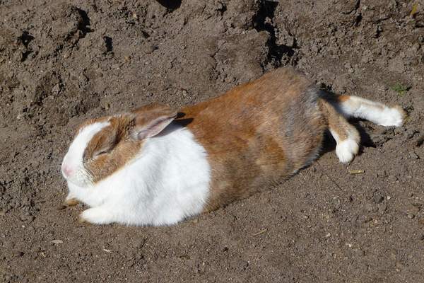 Rabbit sleeping on the soil