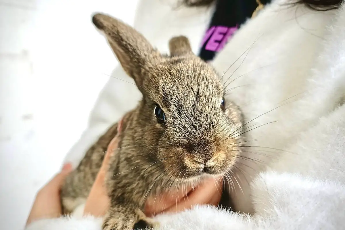 Rabbit sleeping