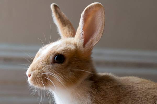 Rabbit stares on wall