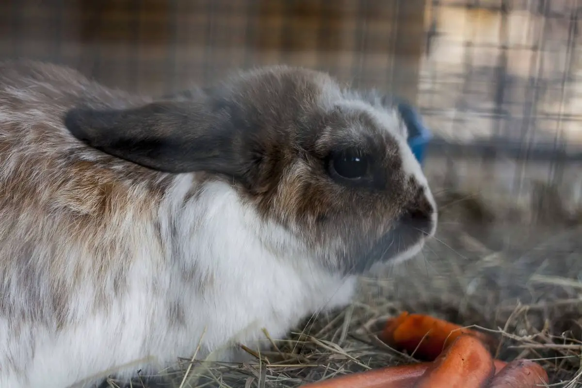 Rabbit with carrots in cage