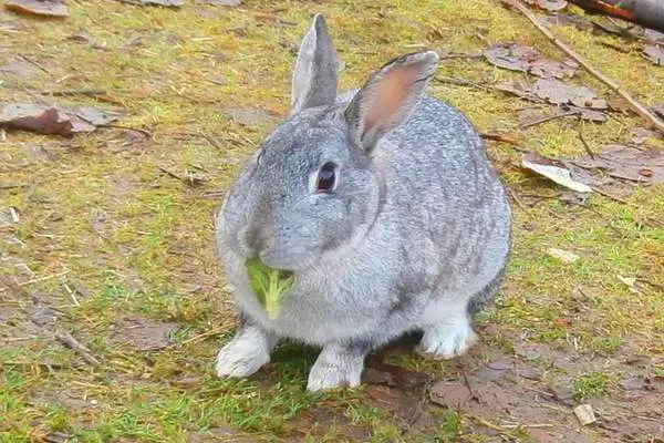 Rabbit with food on its mouth