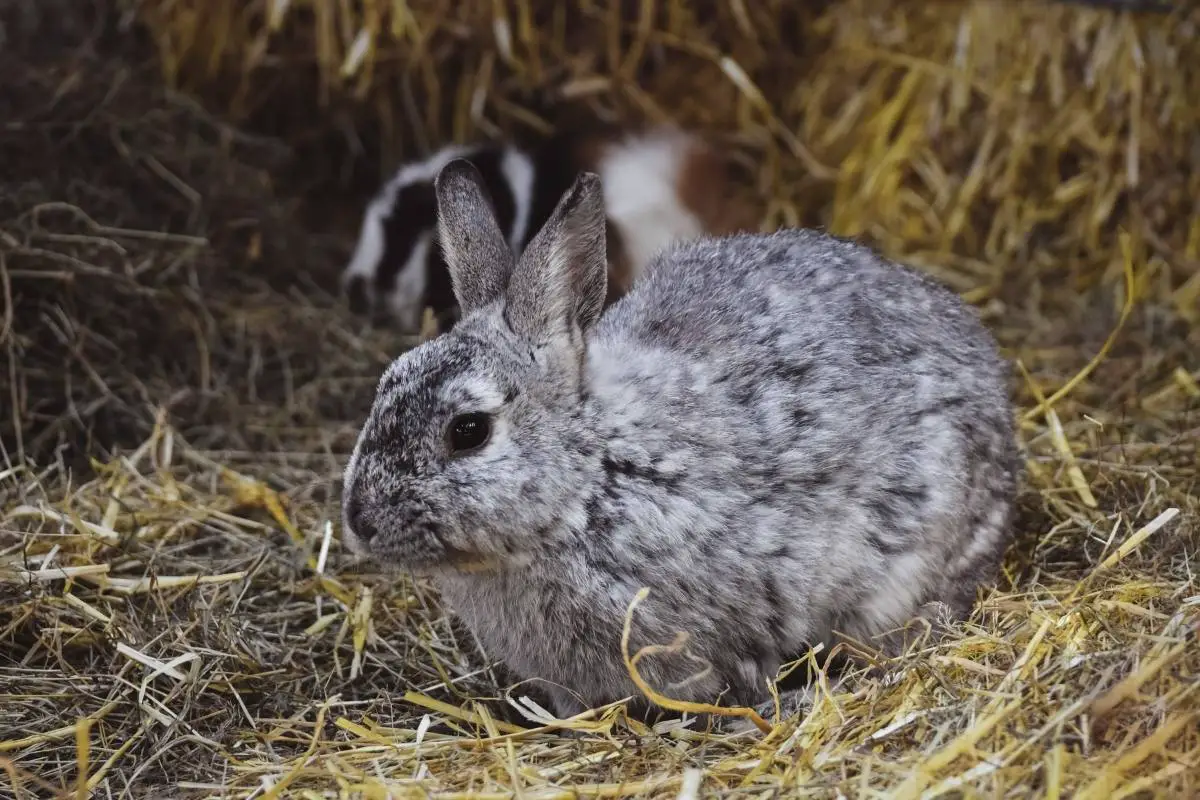 Rabbit with hay