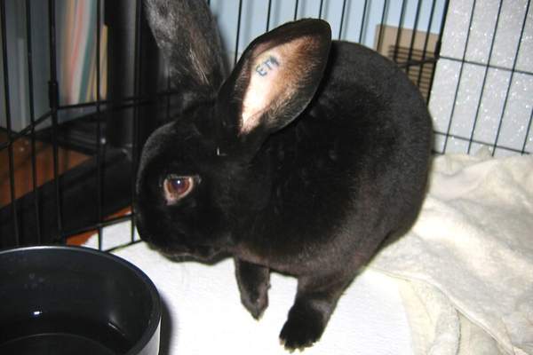 Rabbit with its litter pan