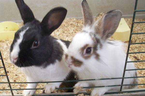 Rabbits in their cage