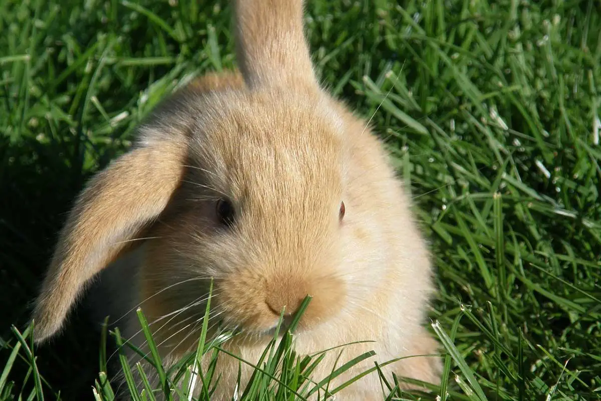 Rabbit with one ear up