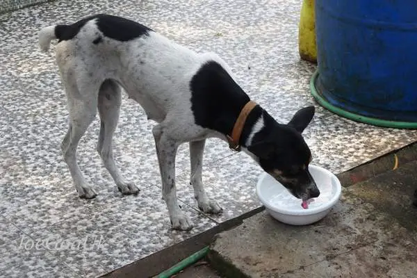 Thirsty dog