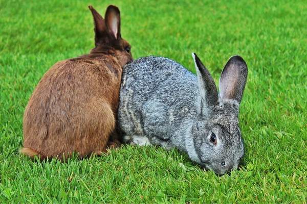 Two bunnies in the grass