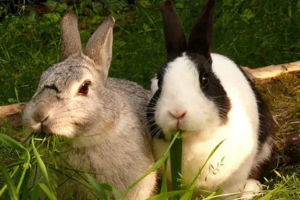 Two rabbit eating grass