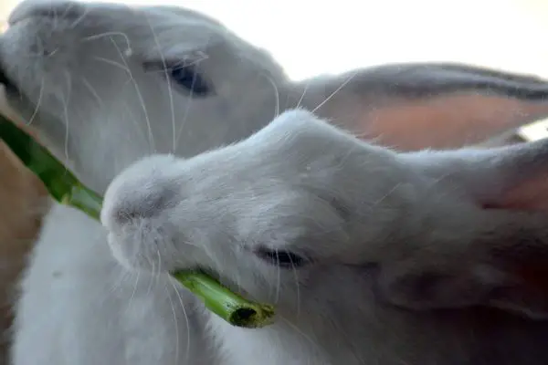 White rabbit eating green stem