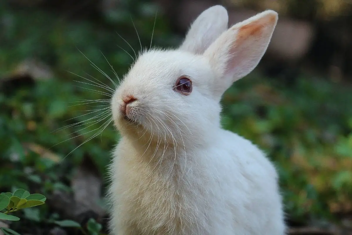 White rabbit on green grass