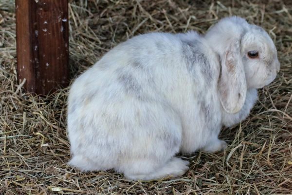 White rabbit on hay
