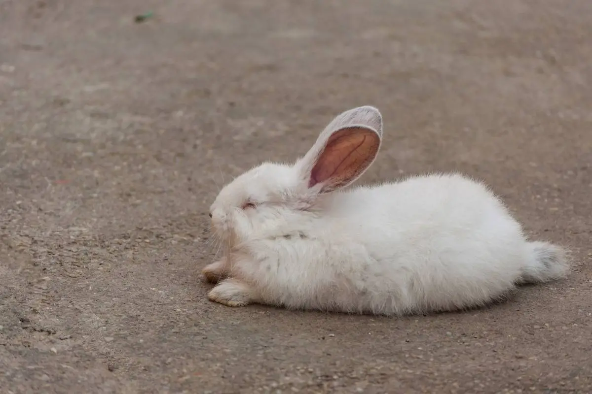 White rabbit sleeping