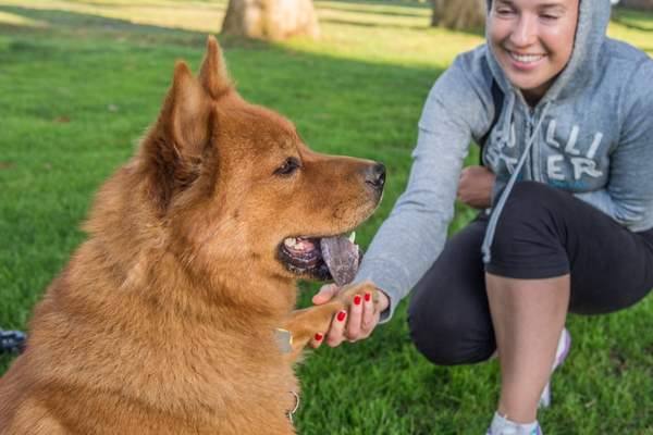 Woman shaking hand with her dog’s paw