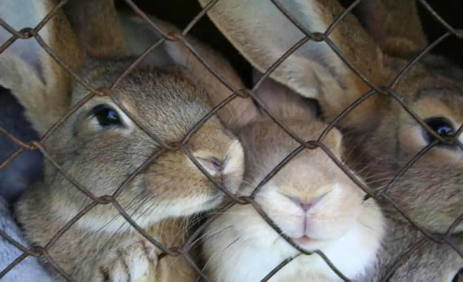 Rabbits inside a crowded cage