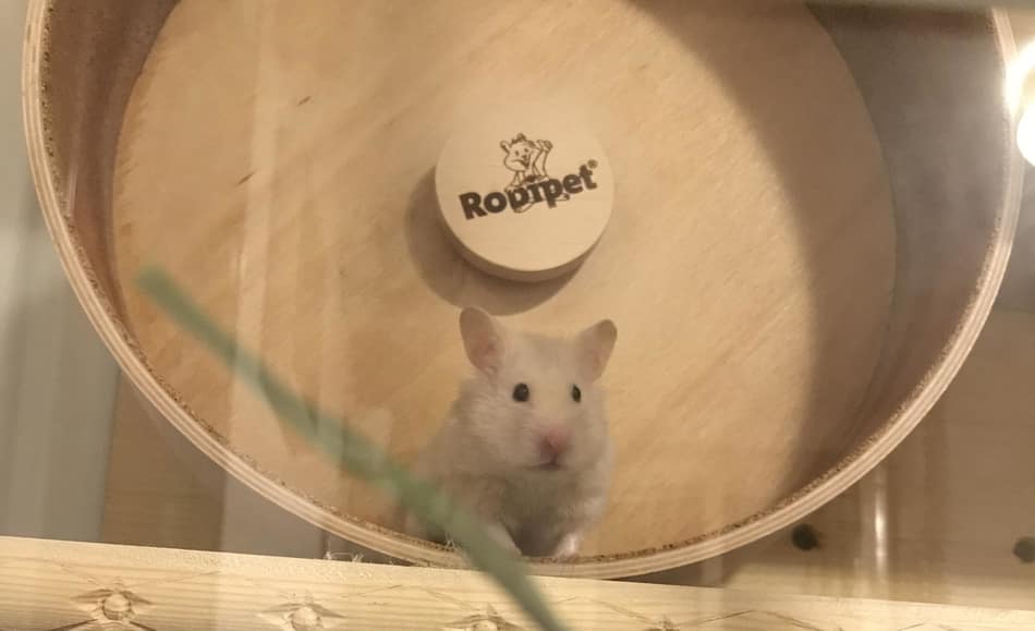 Hamster inside hamster wheel