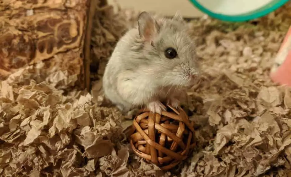 Hamster playing a round wood ball