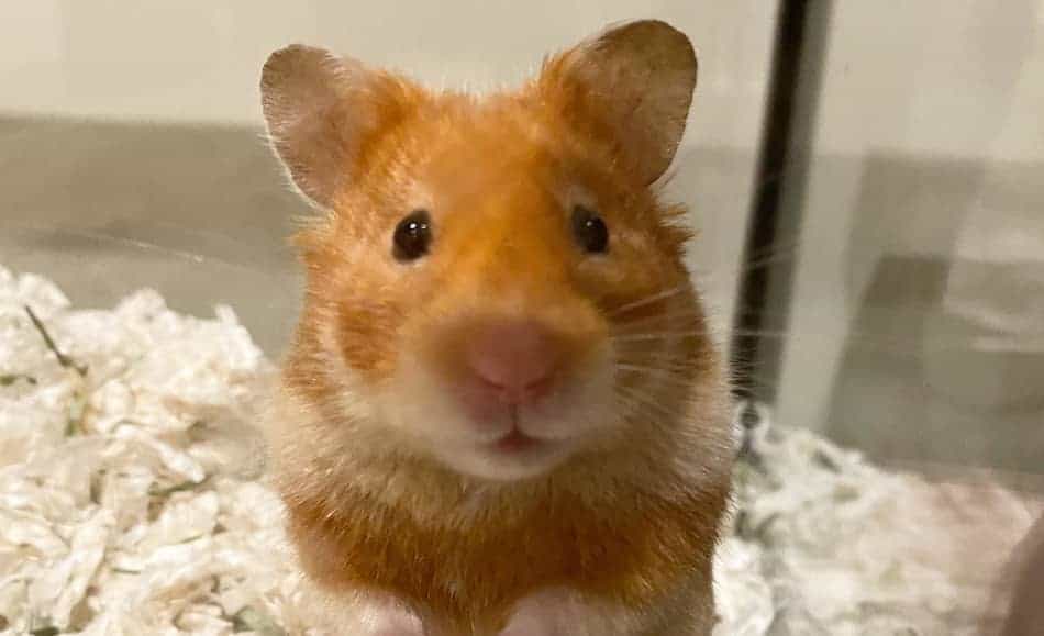 Hamster looking in the lens