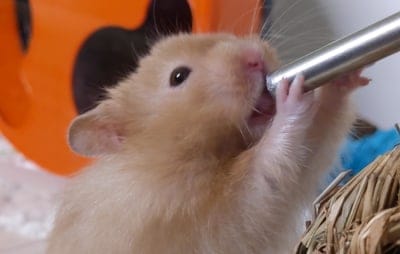 hamster chewing on plastic
