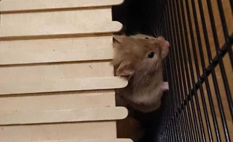 Hamster climbing up
