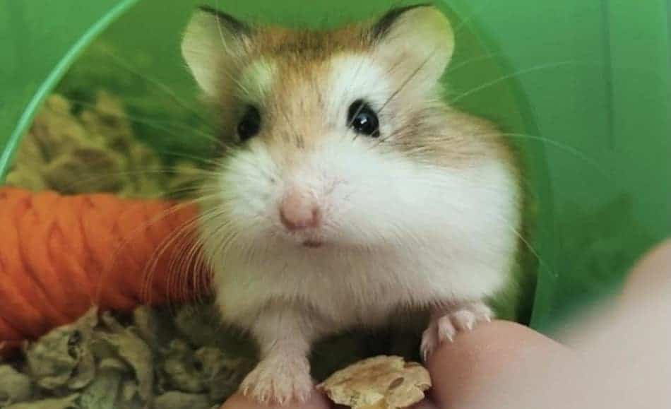 Hamster inside mini green igloo