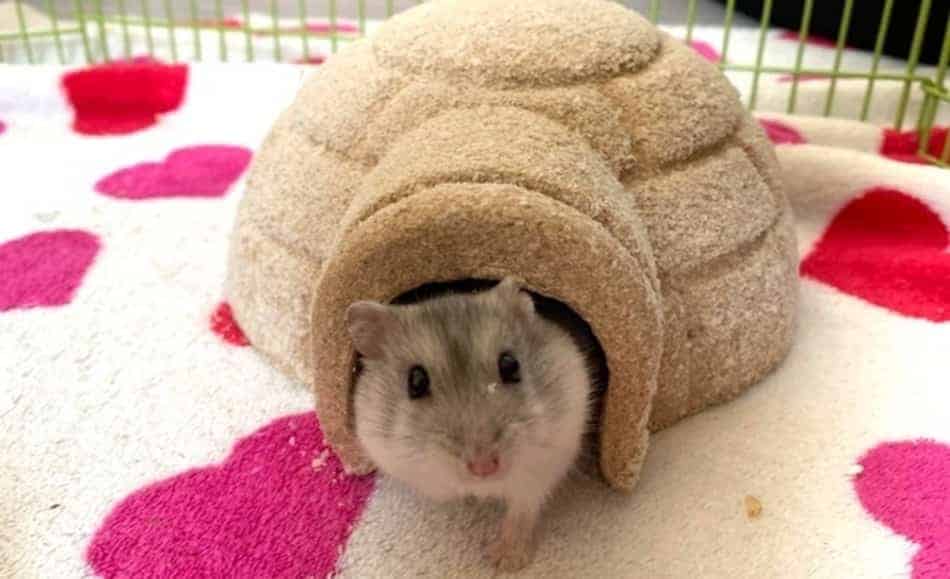 Hamster on mini igloo