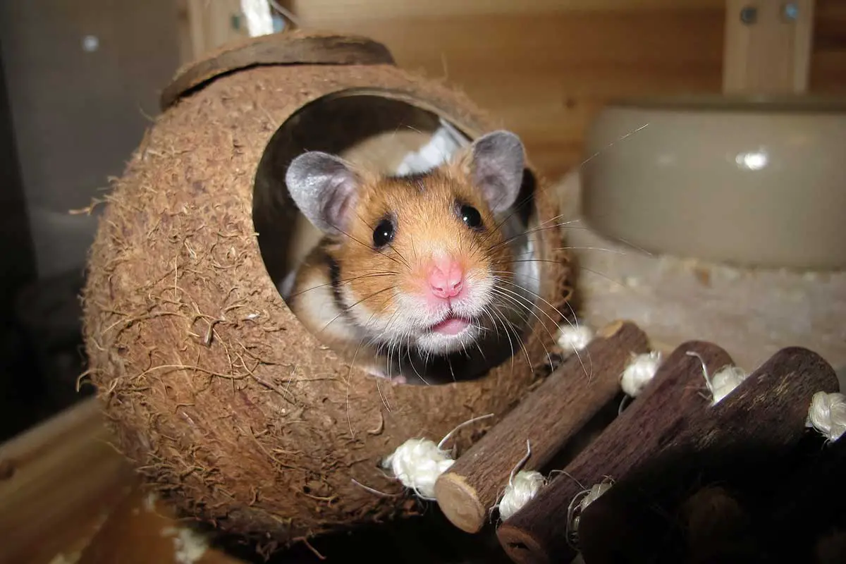 Hamster inside coconut shell 