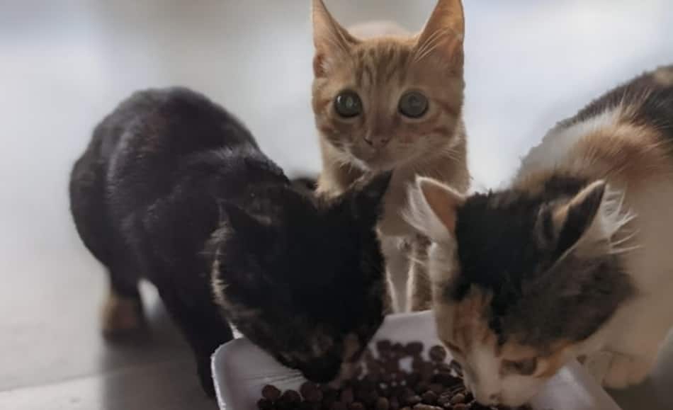 Group of a cat eating