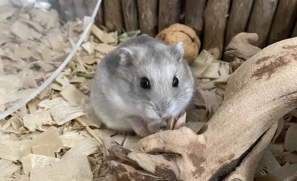 Hamster on wood shavings