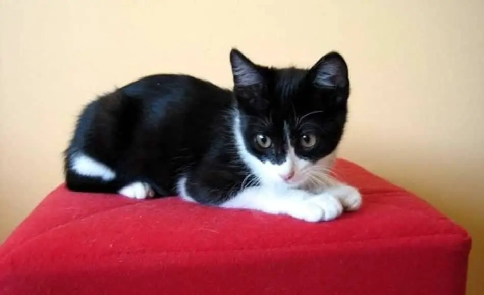 Kitten sitting on red armless sofa