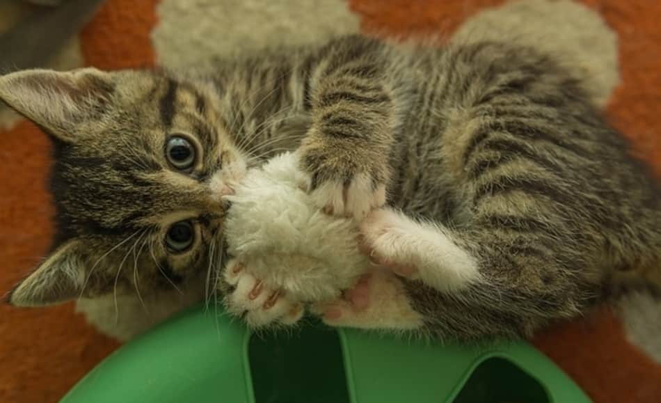 Kitten playing ball