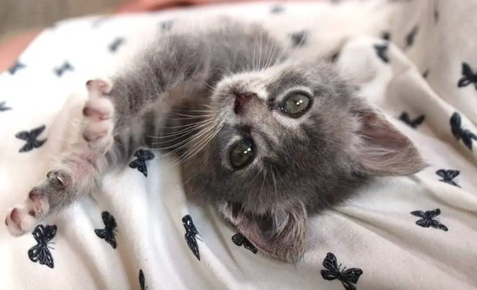Kitten stretching on bed