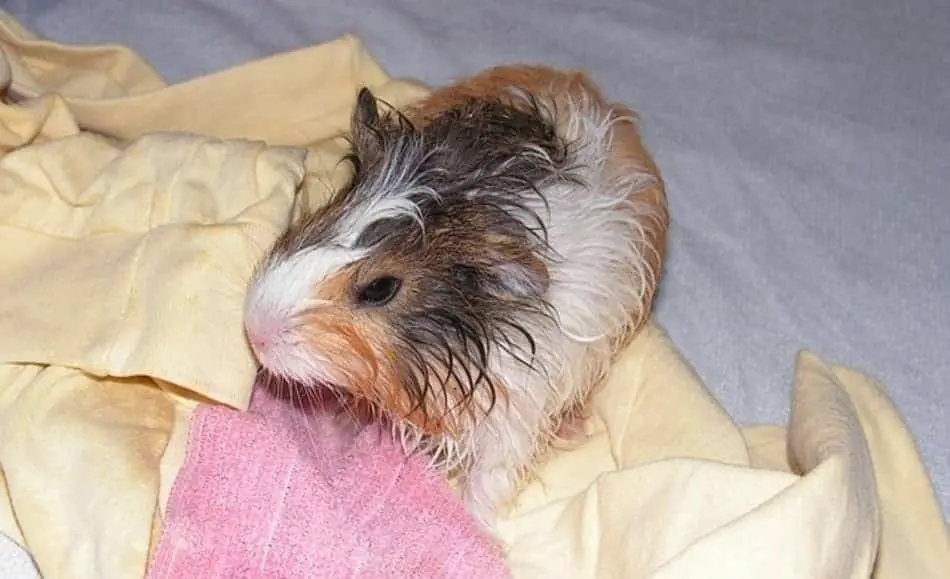 Wet guinea pig on bed